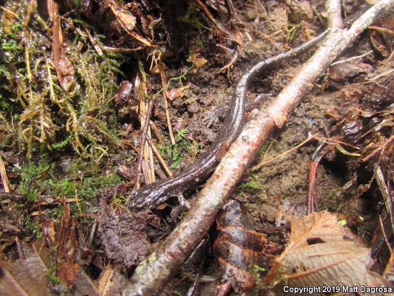 Dunn's Salamander (Plethodon dunni)