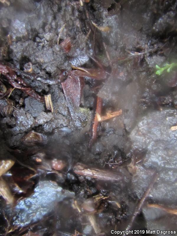 Western Red-backed Salamander (Plethodon vehiculum)