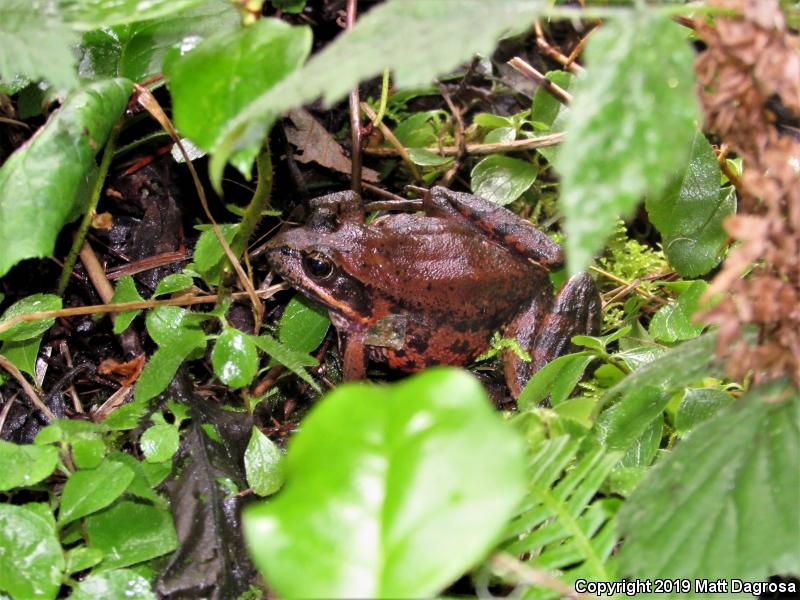 Northern Red-legged Frog (Rana aurora)