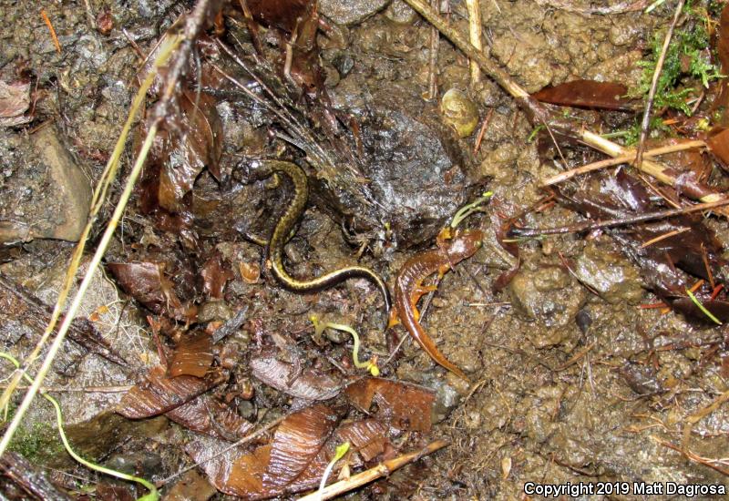 Dunn's Salamander (Plethodon dunni)