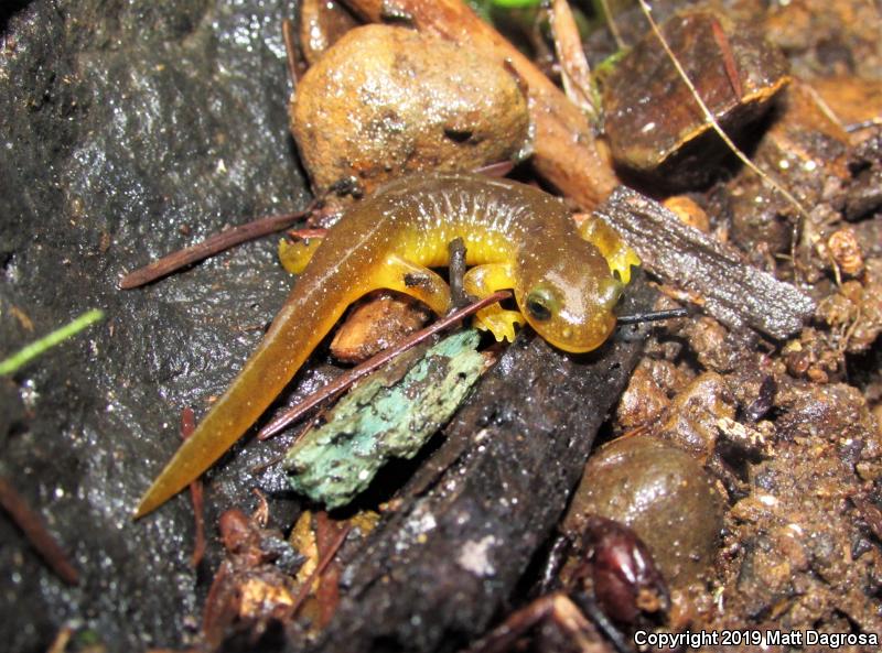 Columbia Torrent Salamander (Rhyacotriton kezeri)