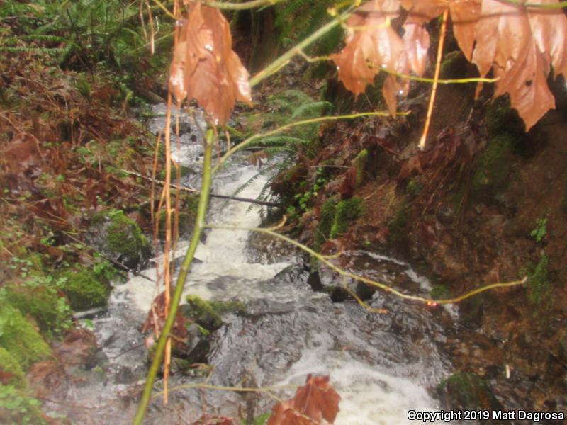 Columbia Torrent Salamander (Rhyacotriton kezeri)