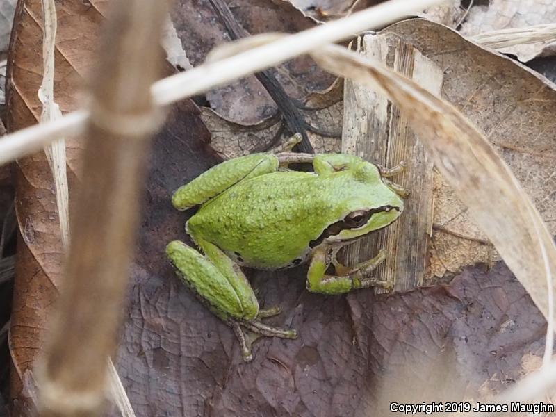 Northern Pacific Treefrog (Pseudacris regilla)