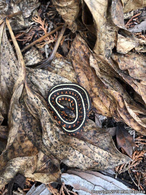 Red-Spotted Gartersnake (Thamnophis sirtalis concinnus)