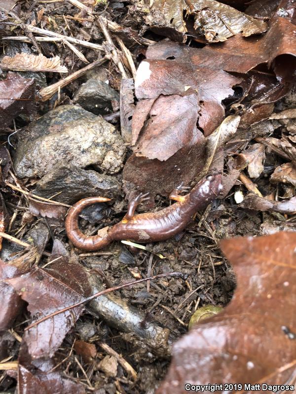 Oregon Ensatina (Ensatina eschscholtzii oregonensis)