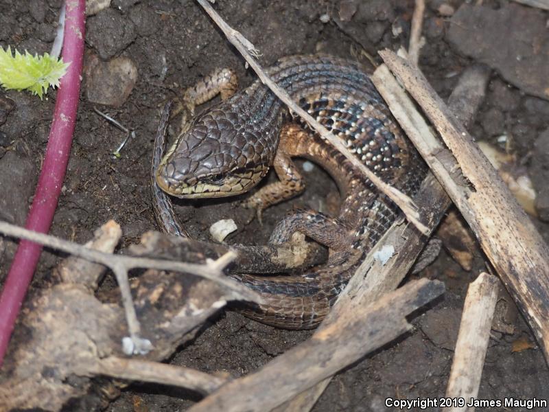 San Francisco Alligator Lizard (Elgaria coerulea coerulea)