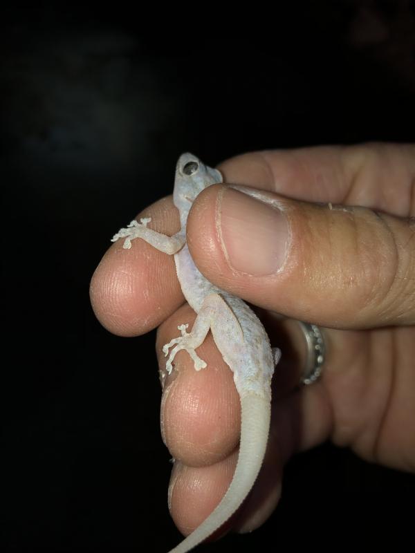 Peninsula Leaf-toed Gecko (Phyllodactylus nocticolus nocticolus)