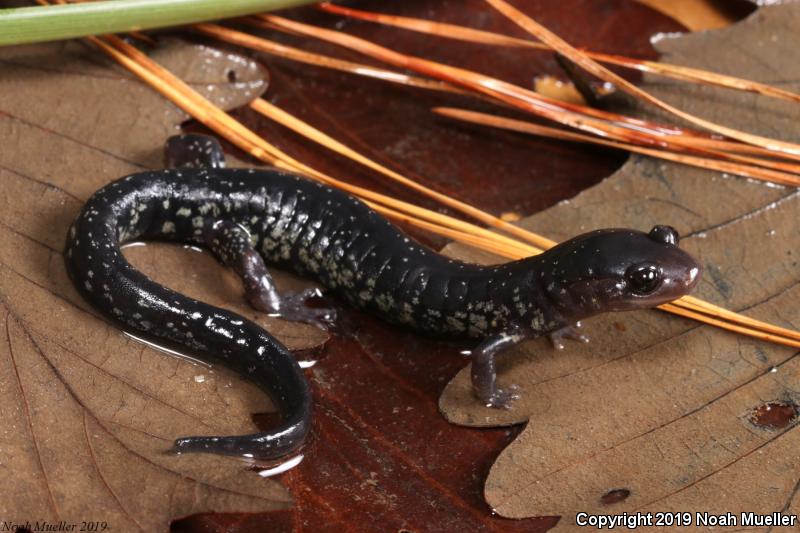 South Carolina Slimy Salamander (Plethodon variolatus)