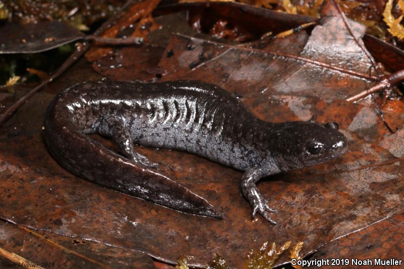 Mabee's Salamander (Ambystoma mabeei)