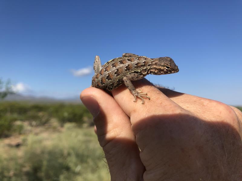 Elegant Earless Lizard (Holbrookia elegans)