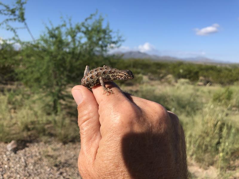 Elegant Earless Lizard (Holbrookia elegans)