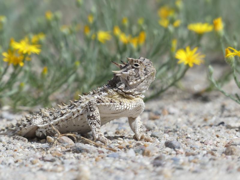 Texas Horned Lizard (Phrynosoma cornutum)