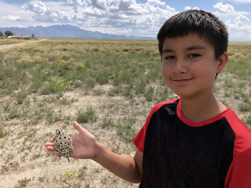 Texas Horned Lizard (Phrynosoma cornutum)