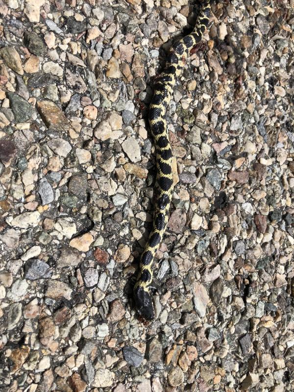 Desert Kingsnake (Lampropeltis getula splendida)