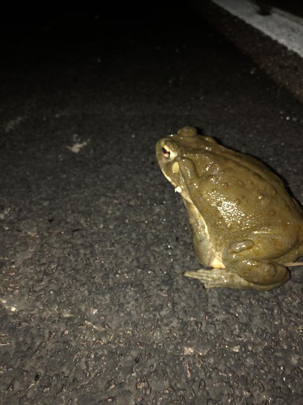 Sonoran Desert Toad (Ollotis alvaria)