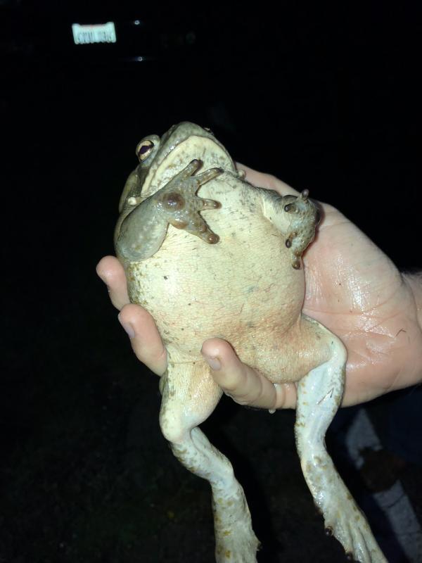 Sonoran Desert Toad (Ollotis alvaria)