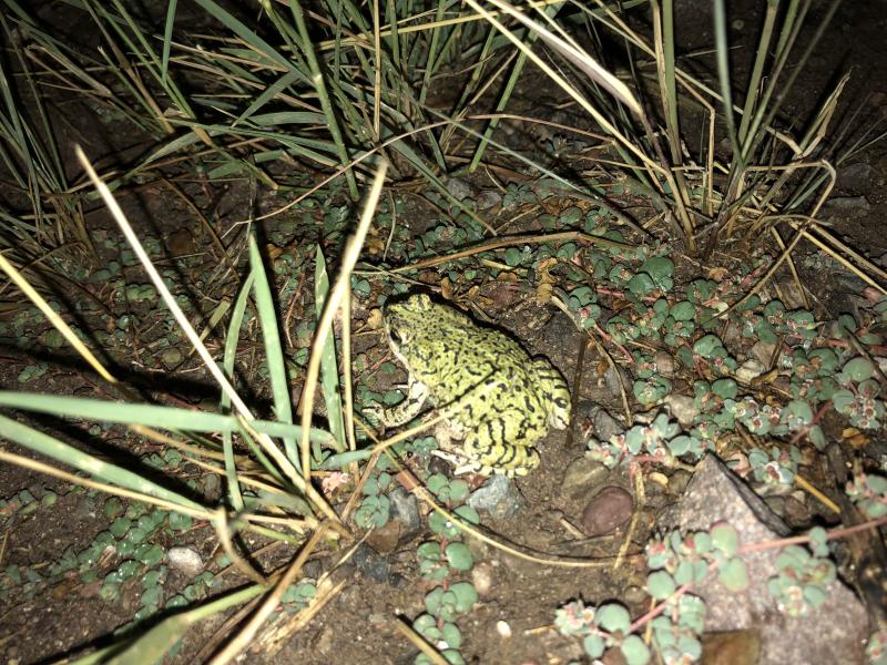 Green Toad (Anaxyrus debilis)