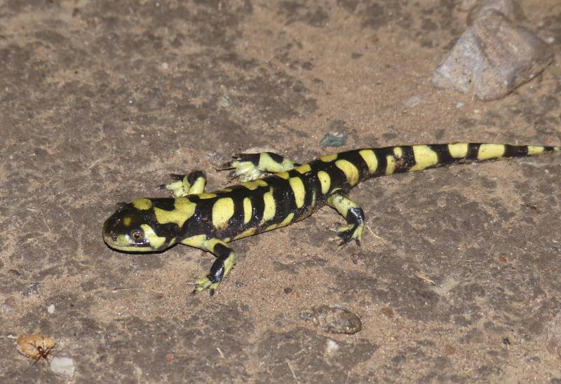 Barred Tiger Salamander (Ambystoma mavortium mavortium)