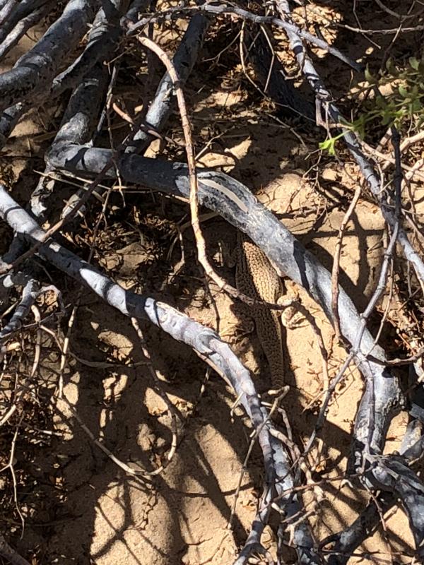 Colorado Desert Fringe-toed Lizard (Uma notata)