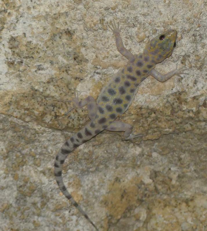 Granite Night Lizard (Xantusia henshawi)