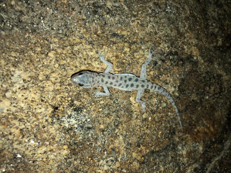 Granite Night Lizard (Xantusia henshawi)