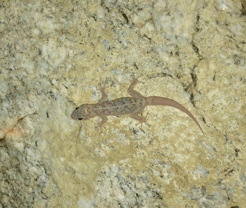 Peninsula Leaf-toed Gecko (Phyllodactylus nocticolus nocticolus)