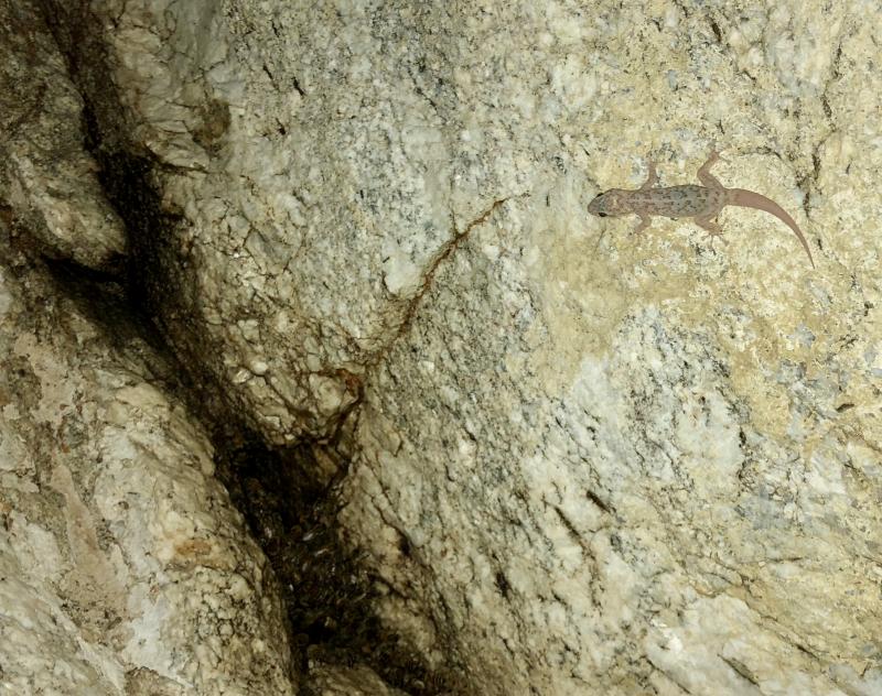 Peninsula Leaf-toed Gecko (Phyllodactylus nocticolus nocticolus)