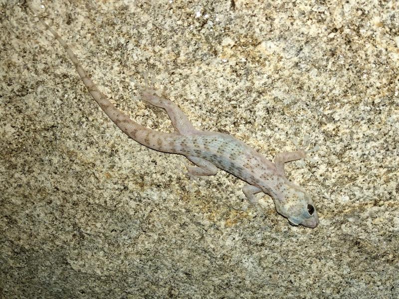 Peninsula Leaf-toed Gecko (Phyllodactylus nocticolus nocticolus)