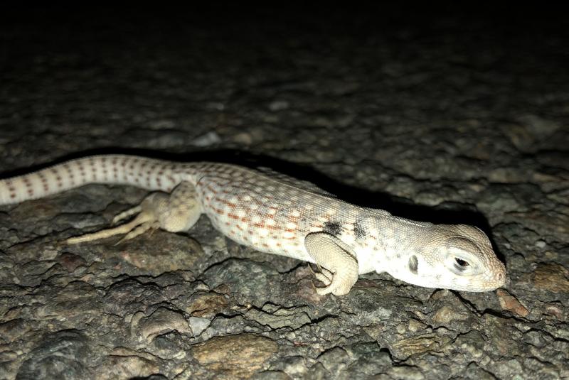 Northern Desert Iguana (Dipsosaurus dorsalis dorsalis)