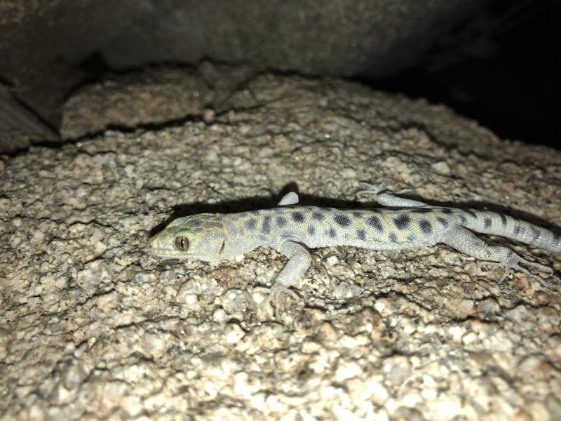 Granite Night Lizard (Xantusia henshawi)