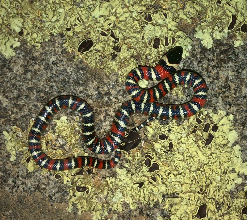 San Diego Mountain Kingsnake (Lampropeltis zonata pulchra)