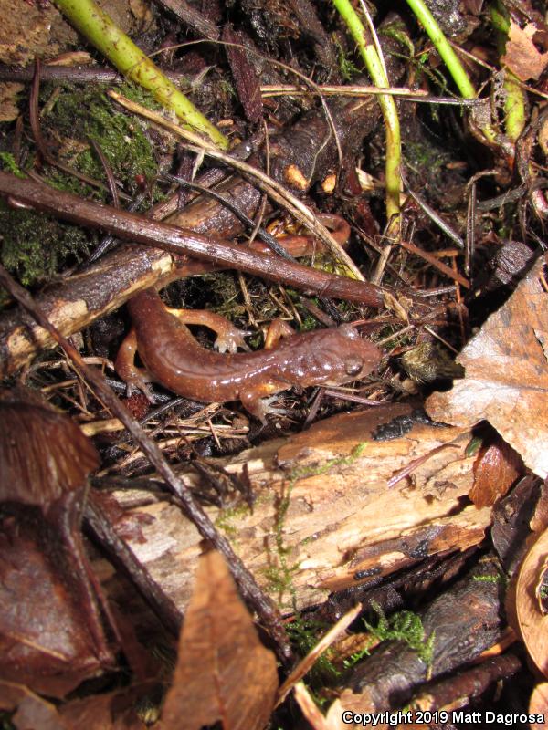 Oregon Ensatina (Ensatina eschscholtzii oregonensis)