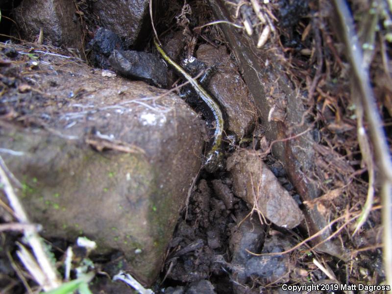 Western Long-toed Salamander (Ambystoma macrodactylum macrodactylum)