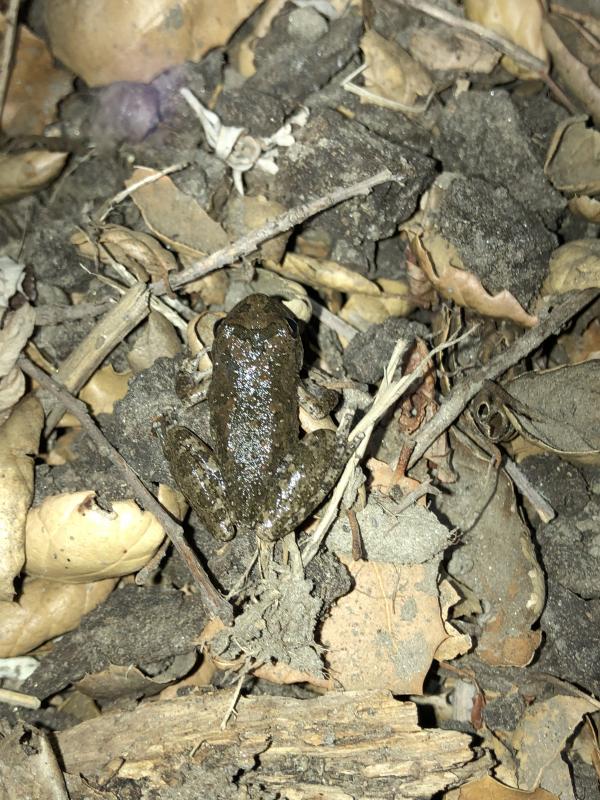 California Treefrog (Pseudacris cadaverina)