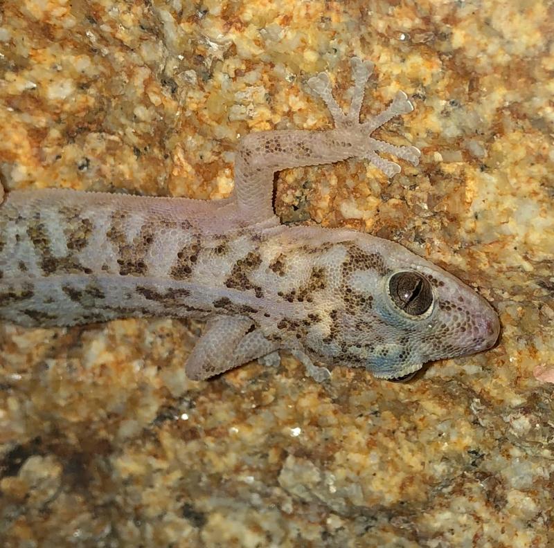 Peninsula Leaf-toed Gecko (Phyllodactylus nocticolus nocticolus)