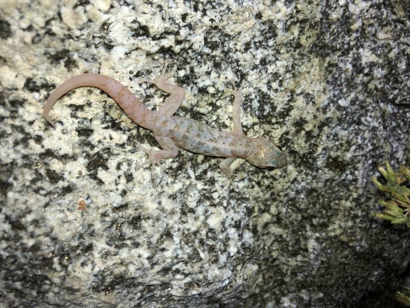 Peninsula Leaf-toed Gecko (Phyllodactylus nocticolus nocticolus)