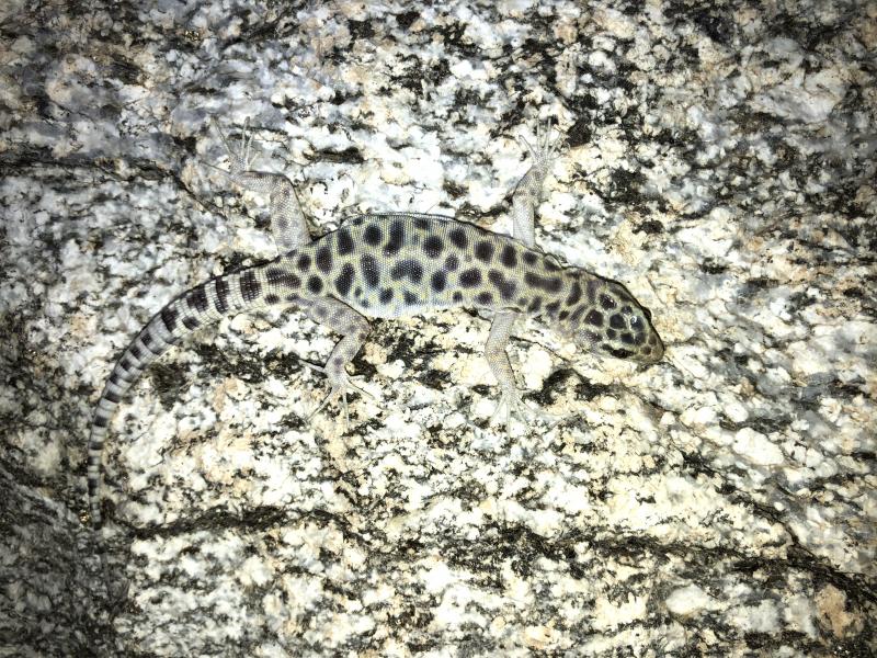 Granite Night Lizard (Xantusia henshawi)