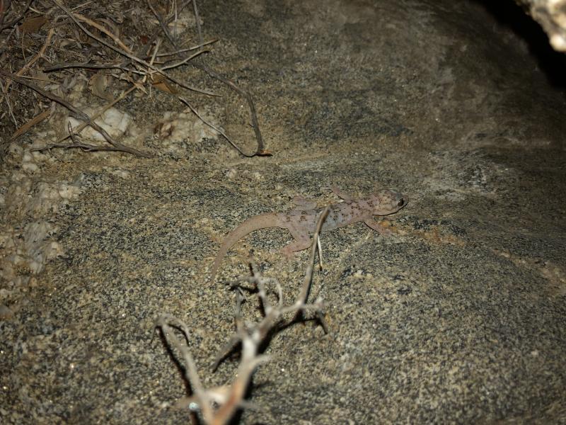 Peninsula Leaf-toed Gecko (Phyllodactylus nocticolus nocticolus)