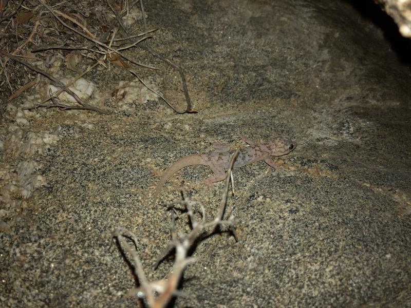 Peninsula Leaf-toed Gecko (Phyllodactylus nocticolus nocticolus)