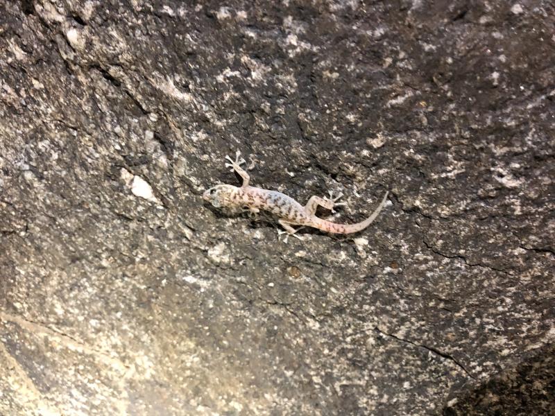 Peninsula Leaf-toed Gecko (Phyllodactylus nocticolus nocticolus)