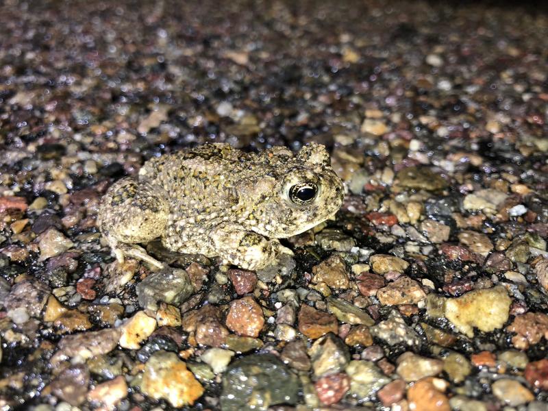 Arroyo Toad (Anaxyrus californicus)