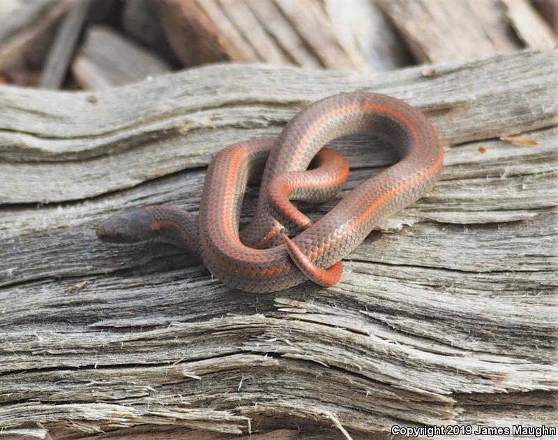 Forest Sharp-tailed Snake (Contia longicaudae)