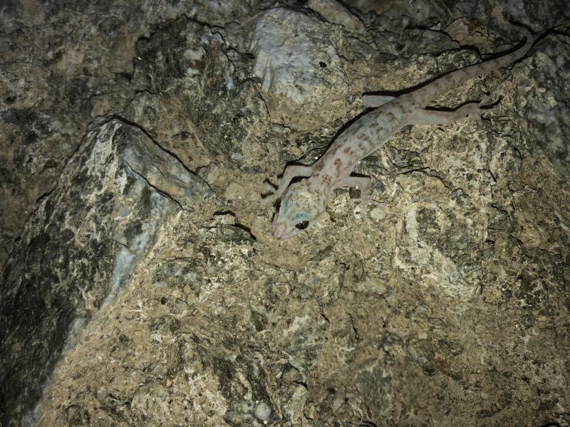 Peninsula Leaf-toed Gecko (Phyllodactylus nocticolus nocticolus)