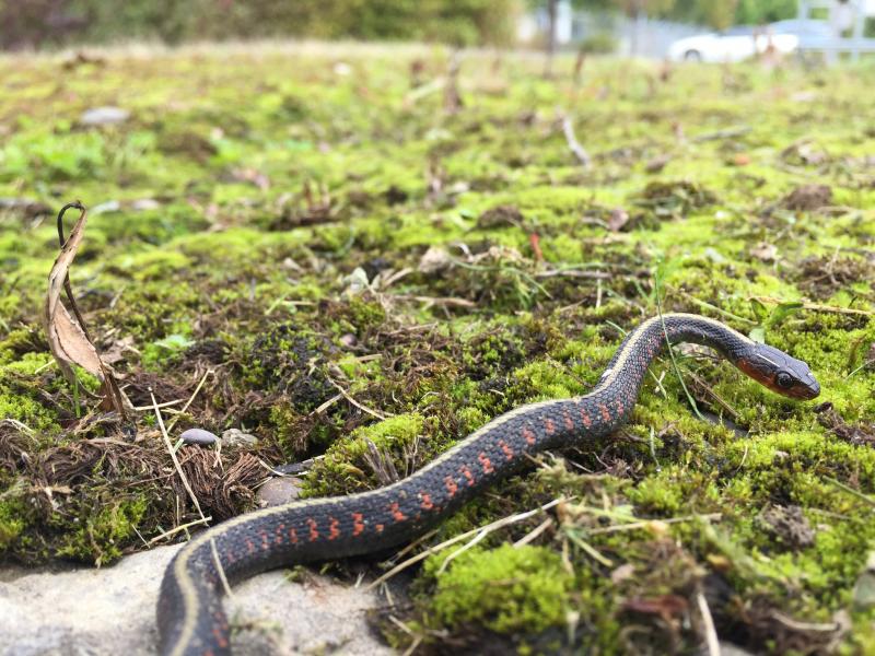 Red-Spotted Gartersnake (Thamnophis sirtalis concinnus)