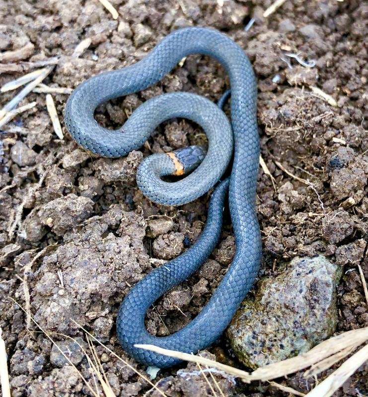 San Diego Ring-necked Snake (Diadophis punctatus similis)