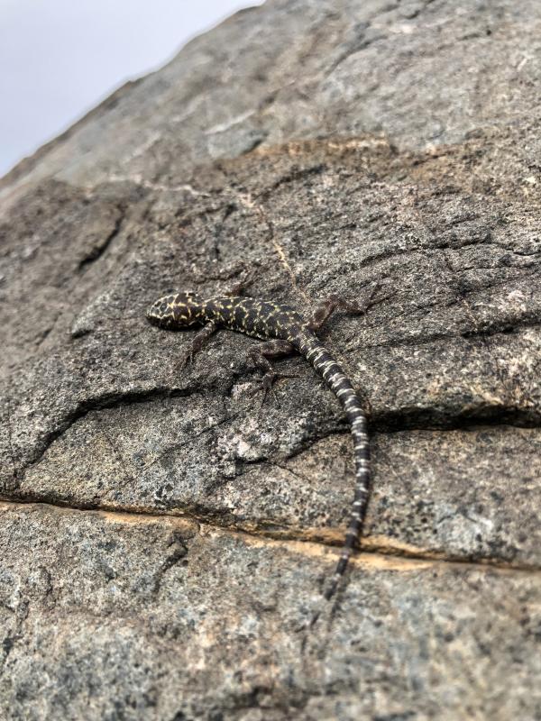 Granite Night Lizard (Xantusia henshawi)
