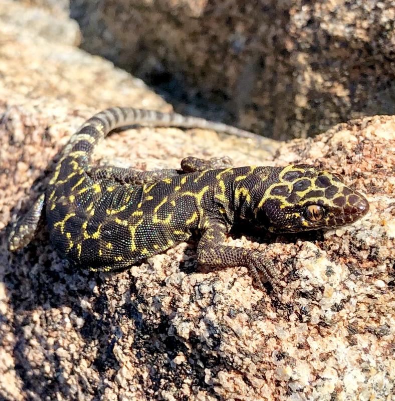 Granite Night Lizard (Xantusia henshawi)