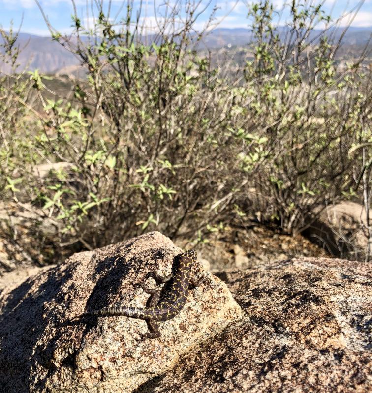 Granite Night Lizard (Xantusia henshawi)