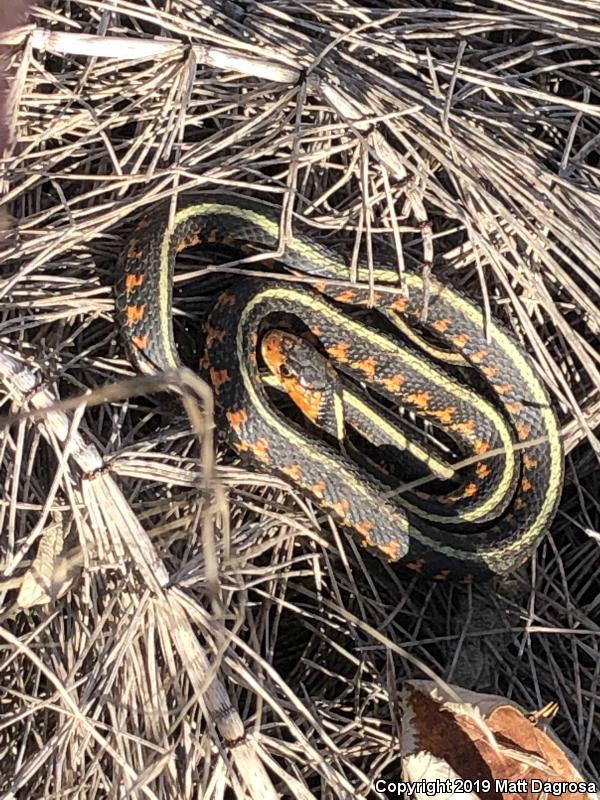 Red-Spotted Gartersnake (Thamnophis sirtalis concinnus)