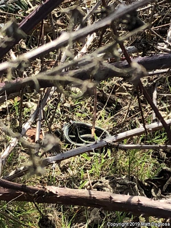 Red-Spotted Gartersnake (Thamnophis sirtalis concinnus)